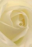 This evocative close-up draws you into the very heart of a cream-white rose, bathed in the calm, diffused light that seems familiar to those living around Anerley's leafy byways. Each petal unfurls in a perfect, spiraling embrace, their velvety surfaces edged with a silken matte that gently catches every nuance of the morning sun. Soft shadows and subtle gradations between ivory and cream lend quiet drama, creating a sense of peace and new beginnings. The atmosphere of the image mirrors the feeling you might have strolling past Anerley Town Hall-serene, dignified, and full of promise. Florists here recommend such roses for conveying deep sympathy or gratitude, or to commemorate special life milestones. You can almost sense their delicate, sweet fragrance lingering, understated yet unforgettable. Every element, from the meticulous arrangement to the faint scent, whispers of a florist's thoughtful artistry-a tribute crafted for those meaningful moments that define life in Anerley.